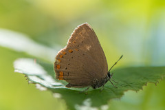 Satyrium titus