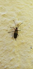 Dysdercus