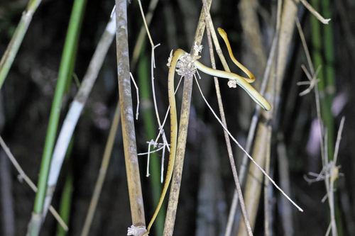 Antsiranana Tree Snake