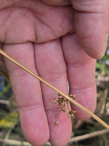 Image of Juncus pylaei by no rights reserved