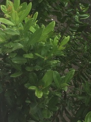 Pimenta racemosa