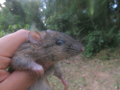 Western Amazonian Nectomys photo 2