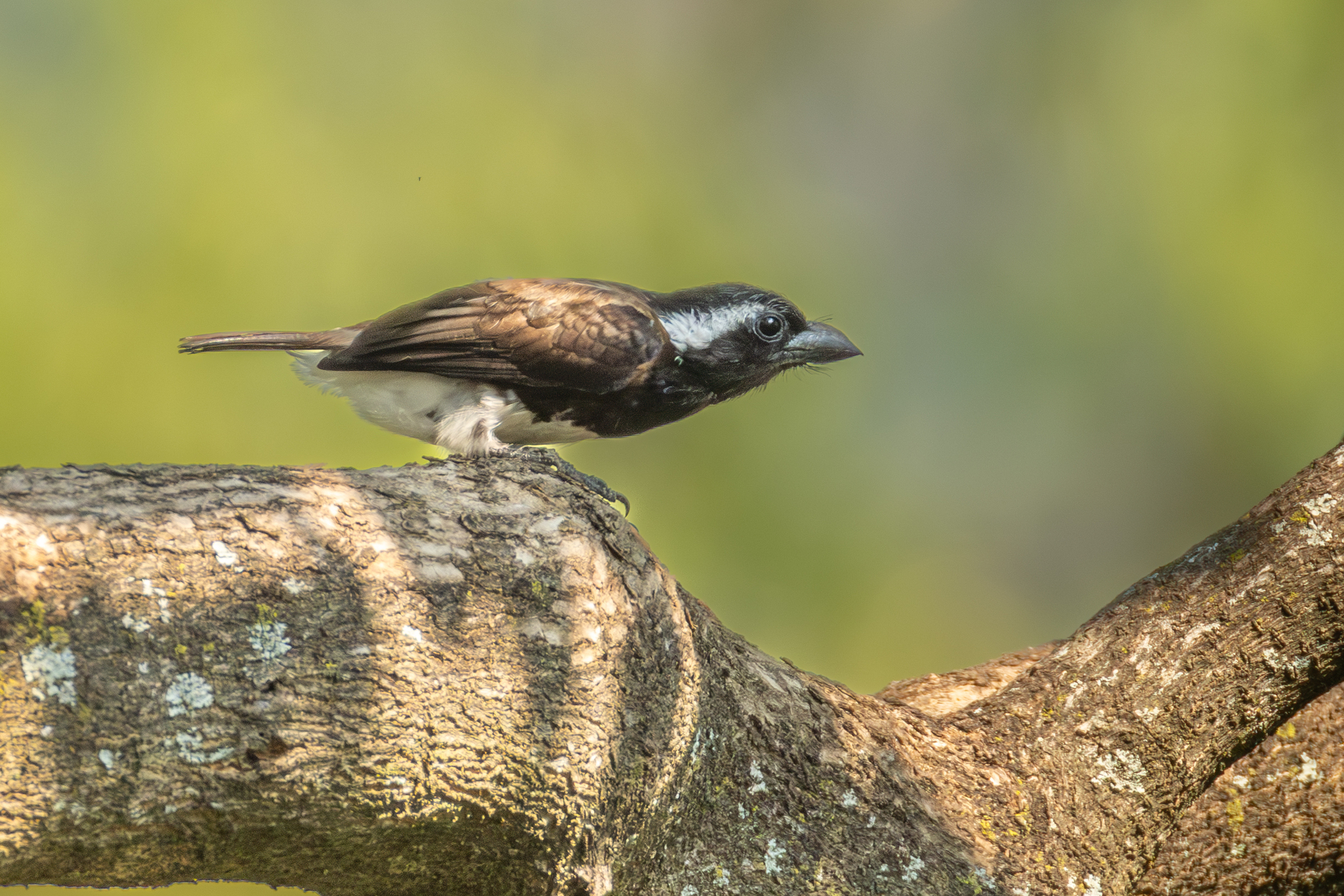 White-eared Barbet (Stactolaema leucotis)