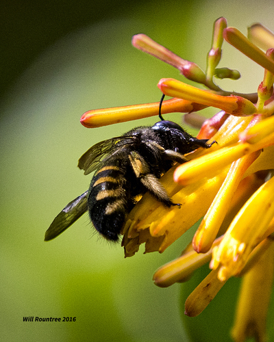 Horse-fly Carpenter Bee