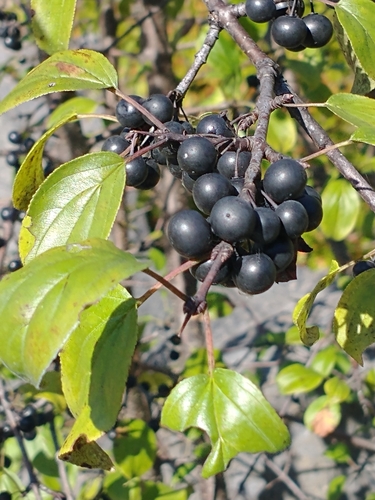 Buckthorn