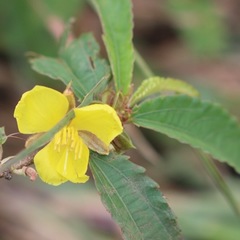 Pseudocorchorus greveanus