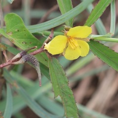 Pseudocorchorus greveanus