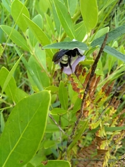 Bombus pensylvanicus image