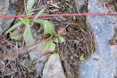 Micranthes occidentalis