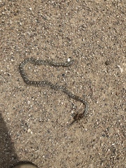 Arizona elegans elegans