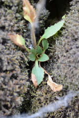 Micranthes occidentalis