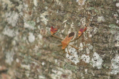 Anisoscelis podalicus
