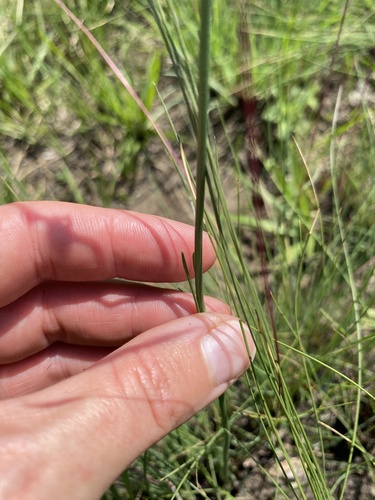 Image of Kohautia amatymbica by (c) Sunčana Bradley, some rights reserved (CC BY)
