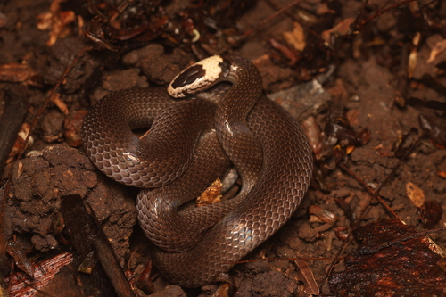 White-crowned Snake sighting