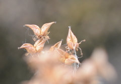 Micranthes occidentalis