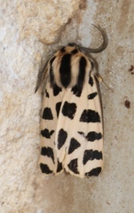 Apantesis incorrupta