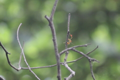 Anisoscelis podalicus