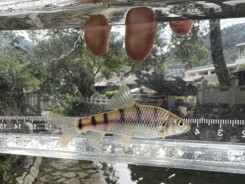 Acrossocheilus wenchowensis — Cyprinidae — 4
