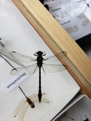 Phanogomphus lividus