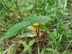 Triphragmium ulmariae