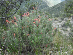 Poliomintha longiflora