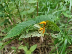 Triphragmium ulmariae