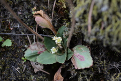 Micranthes occidentalis