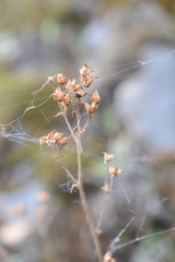 Micranthes occidentalis
