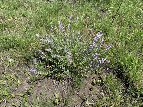 Germander Sagebush (Syncolostemon teucriifolius)