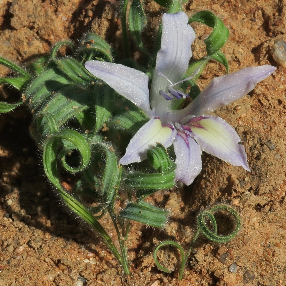 Babiana torta, Farm Brakputs, Namakwa, South Africa