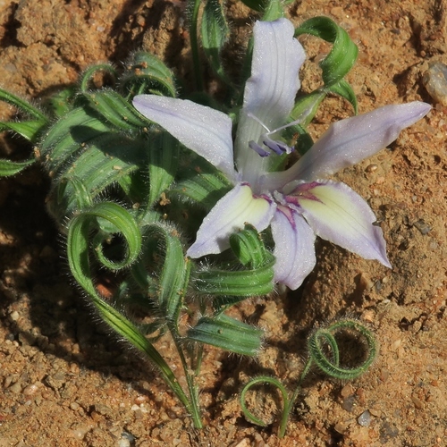 Babiana torta · iNaturalist Babiana torta