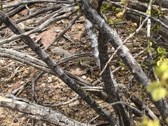 Cophosaurus texanus scitulus