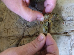 Faxonius punctimanus