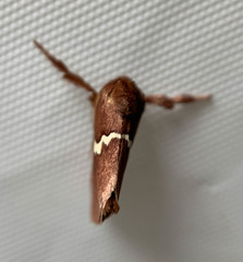 Monoleuca semifascia