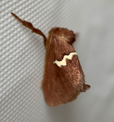 Monoleuca semifascia