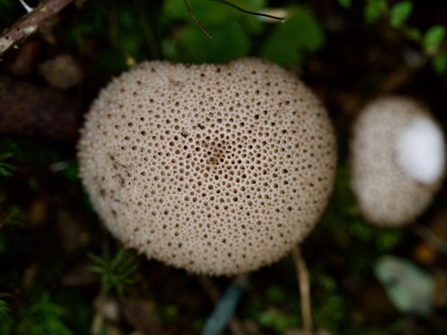 Lycoperdon perlatum