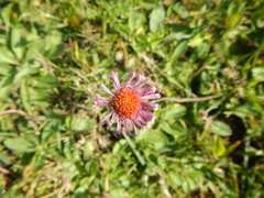 Erigeron pubescens