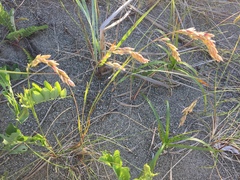 Poa macrantha