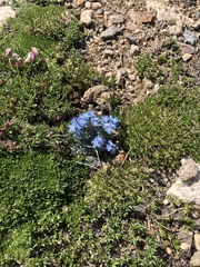 Eritrichium argenteum