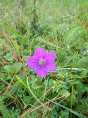 Geranium potentillifolium