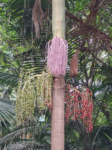 Archontophoenix cunninghamiana