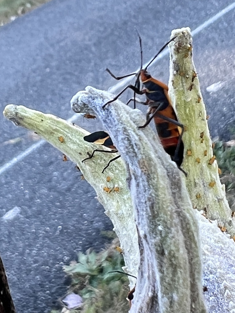 Large Milkweed Bug