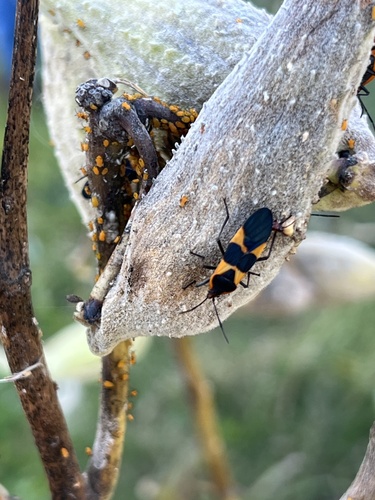 Large Milkweed Bug