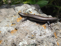 Plestiodon copei