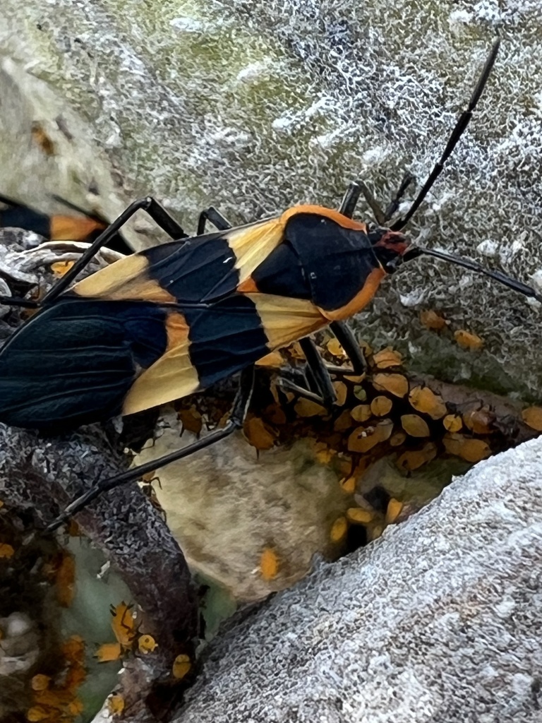Large Milkweed Bug