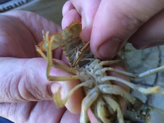 Faxonius punctimanus