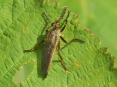 Eutolmus rufibarbis