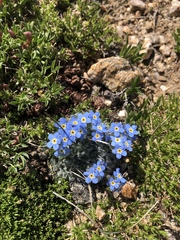 Eritrichium argenteum