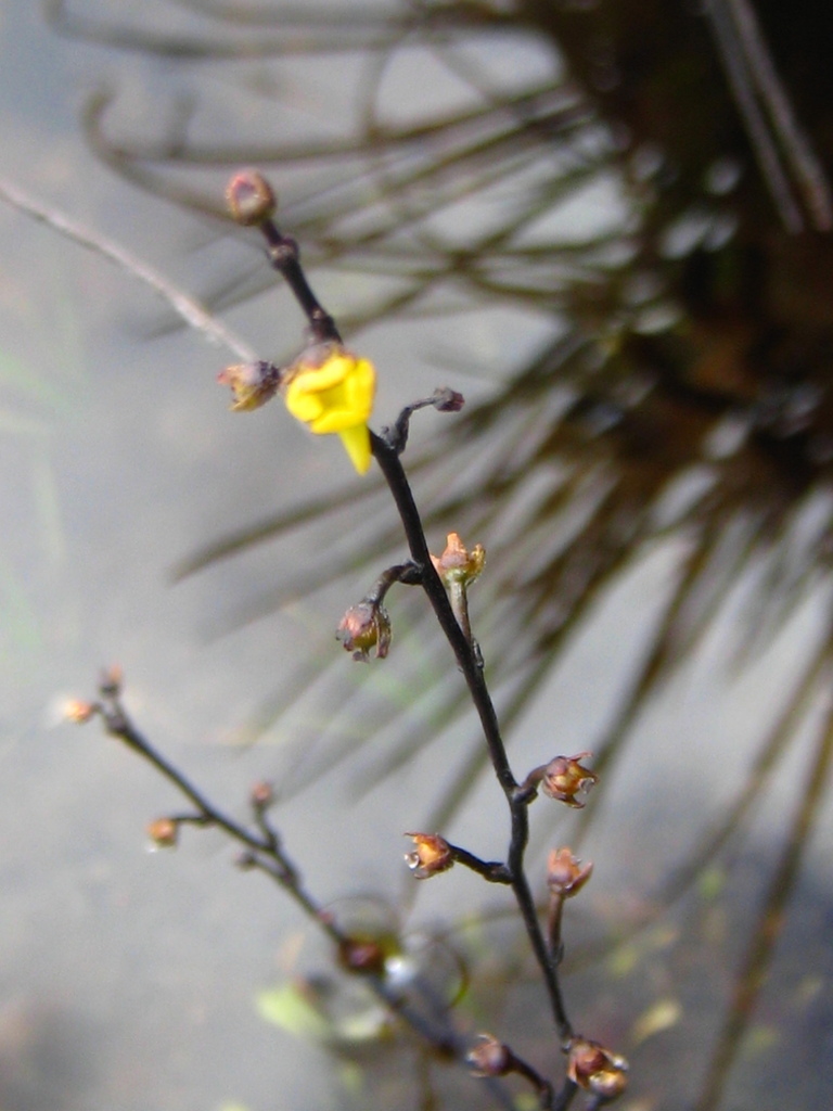 Genlisea nigrocaulis Steyerm. 3