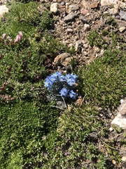 Eritrichium argenteum